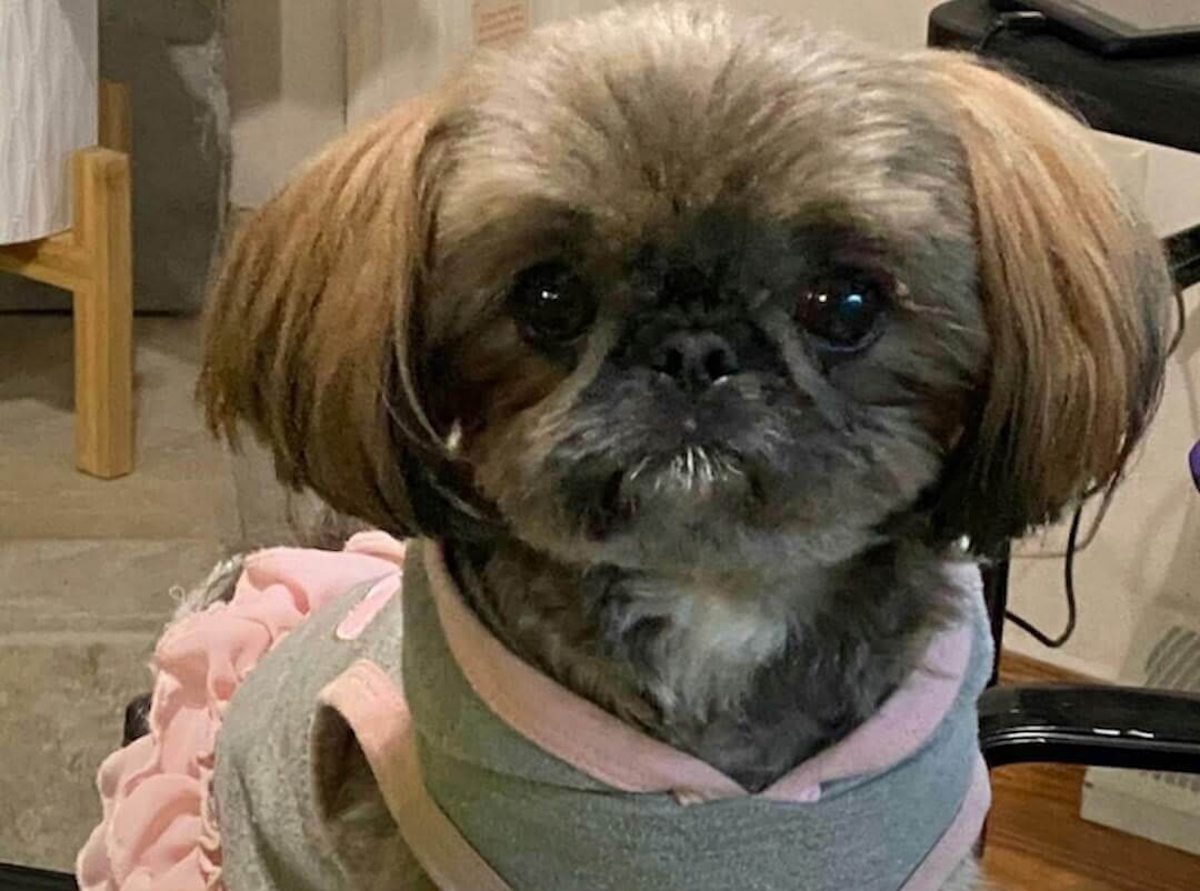 Elkie's Story - Our Wiggle Butt's Recovery