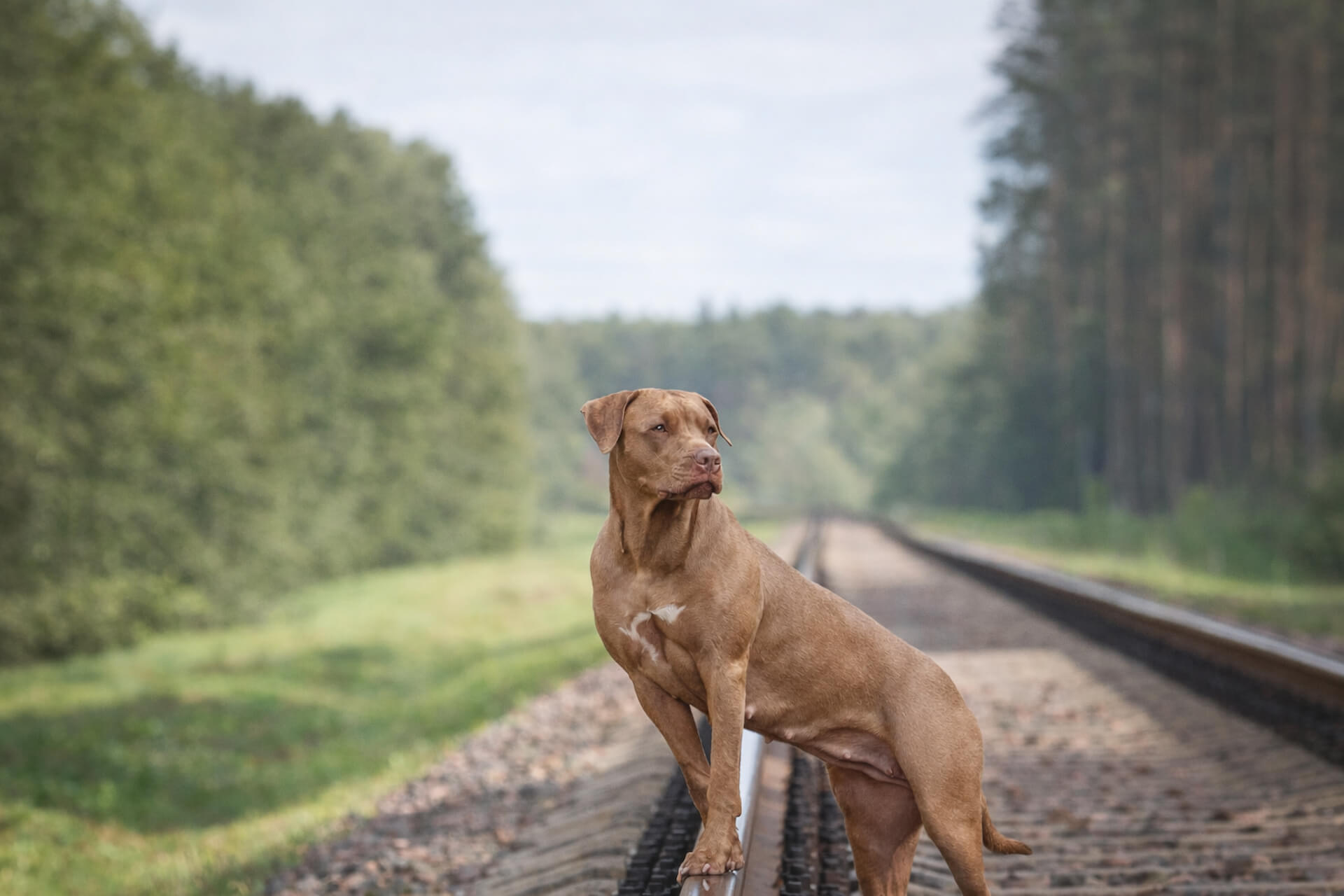 Woodbine, IA Veterinarian