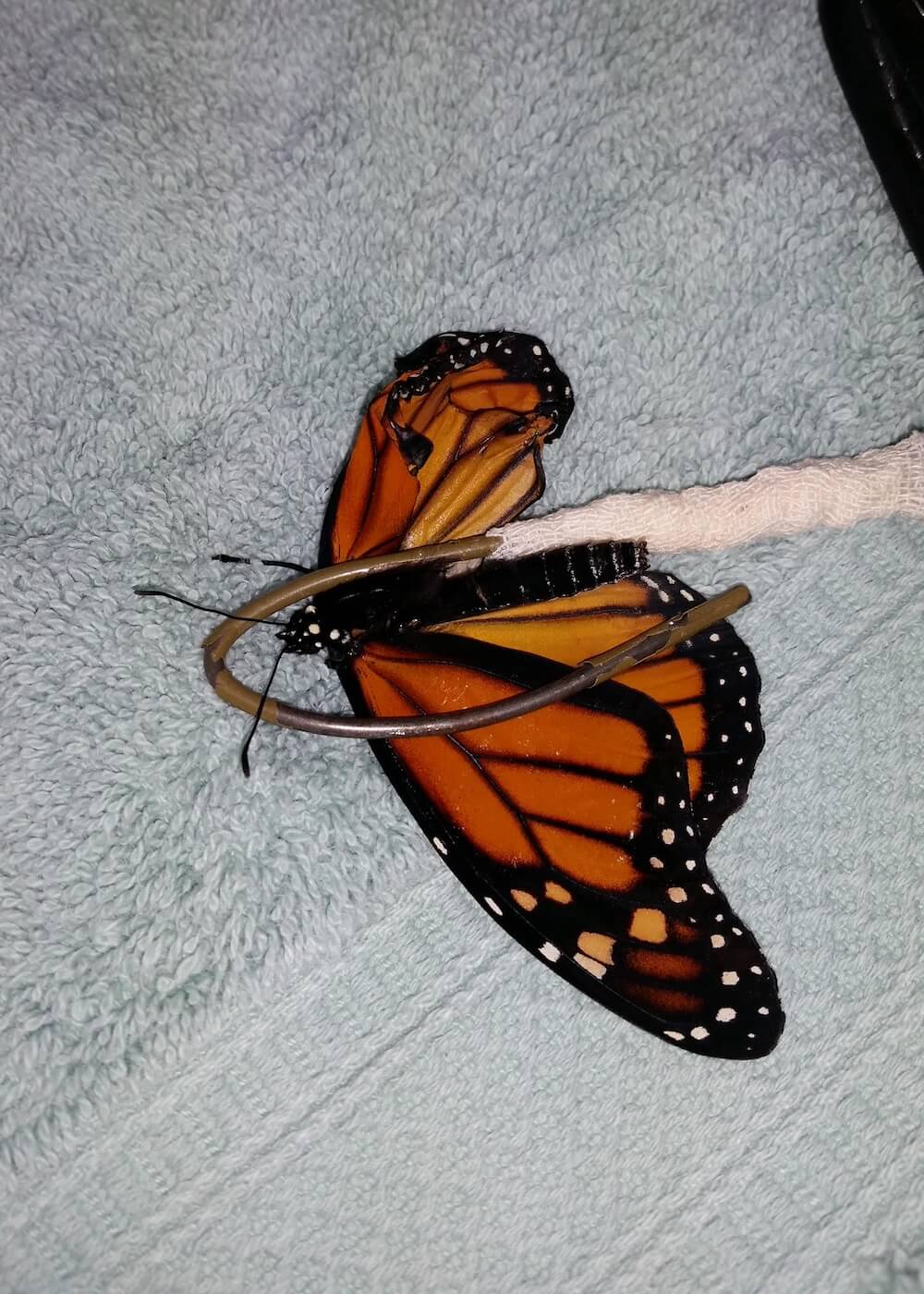 Vet fixing butterfly wing
