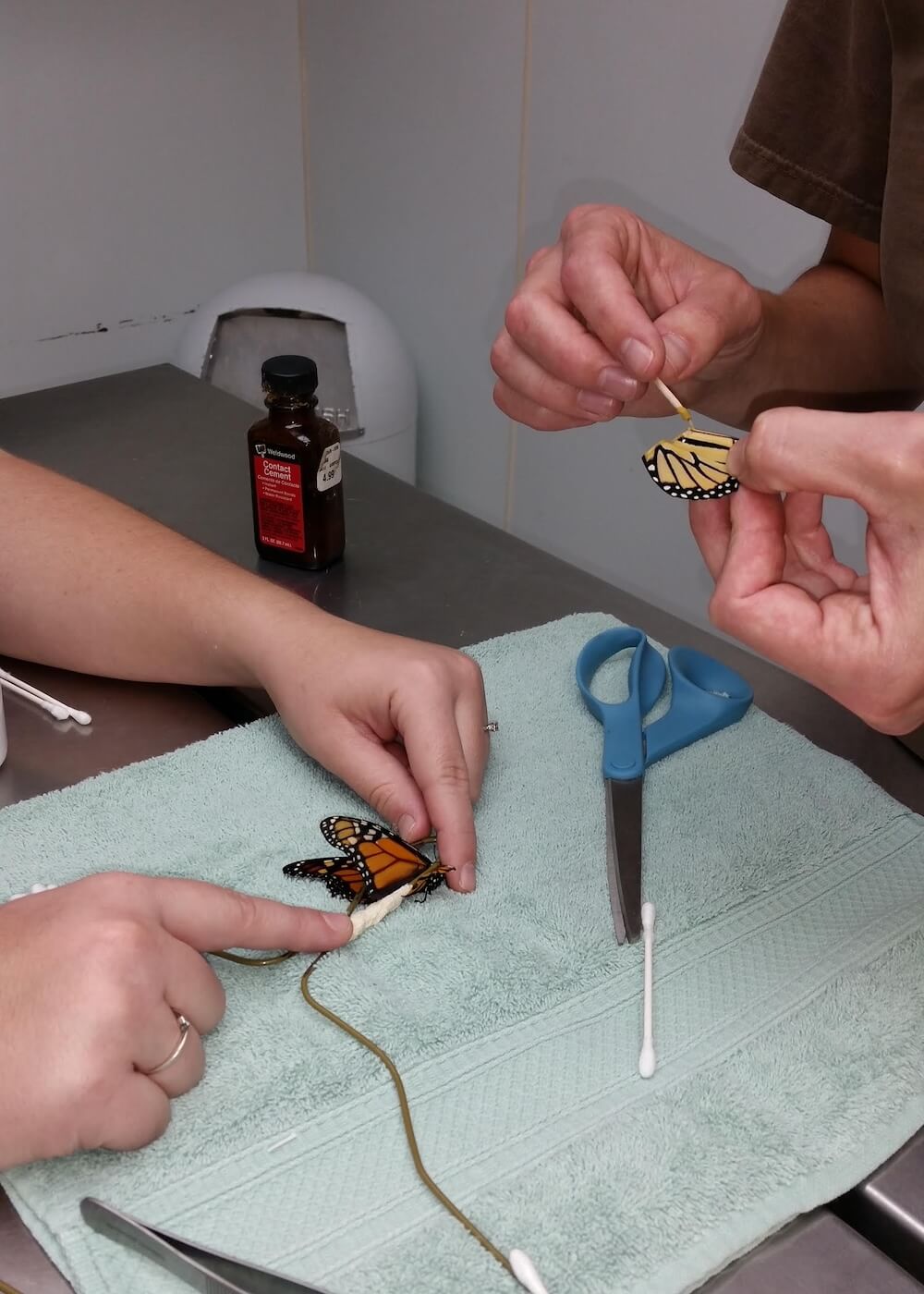 Vet fixing butterfly wing 2