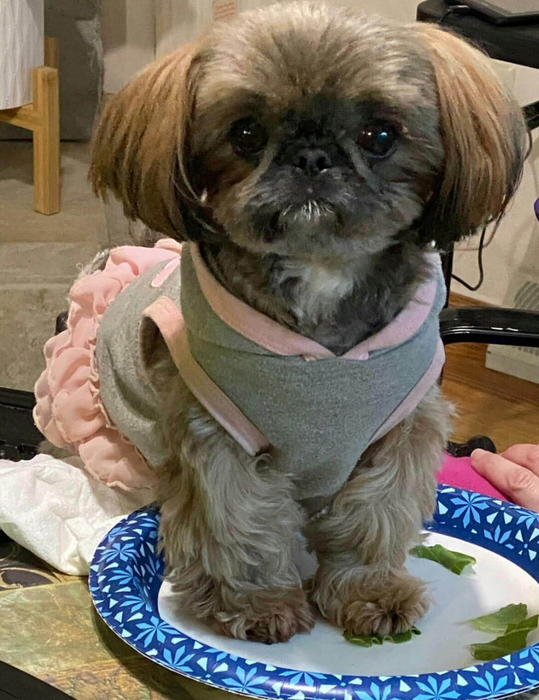 Elkie the dog image 1