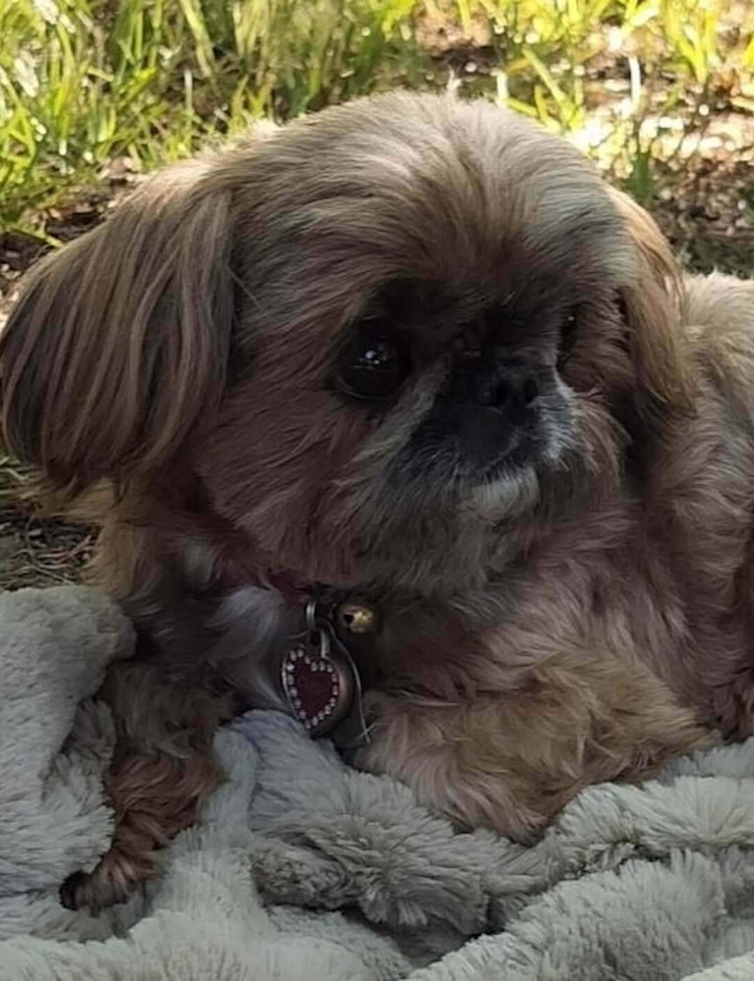 Elkie the dog image 2