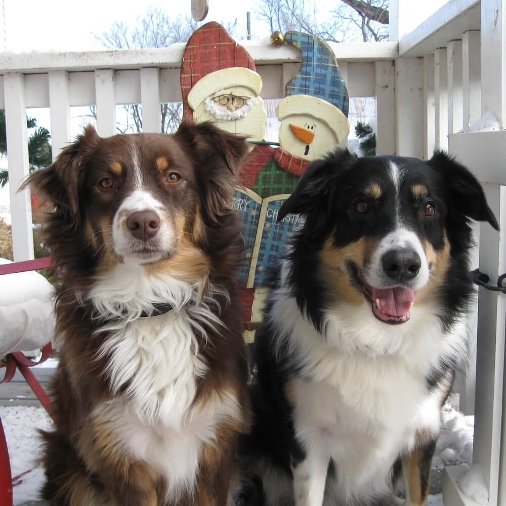 Shelby the dog with another dog