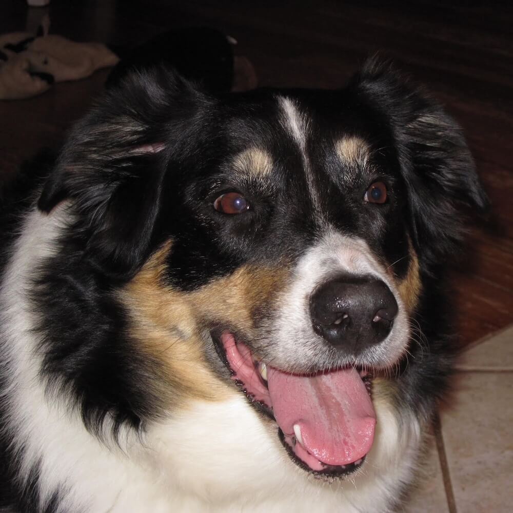 portrait of Shelby Lynn the dog