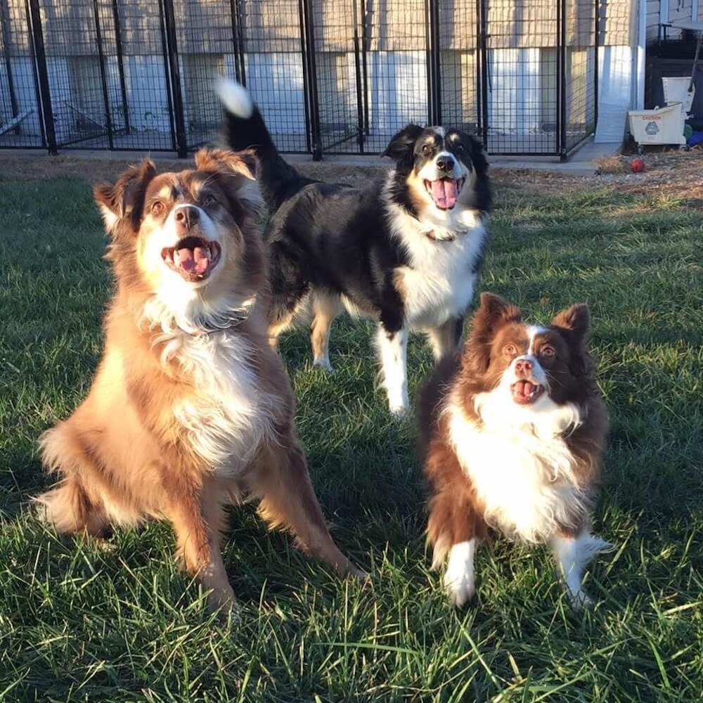 Shelby with all of her dog siblings