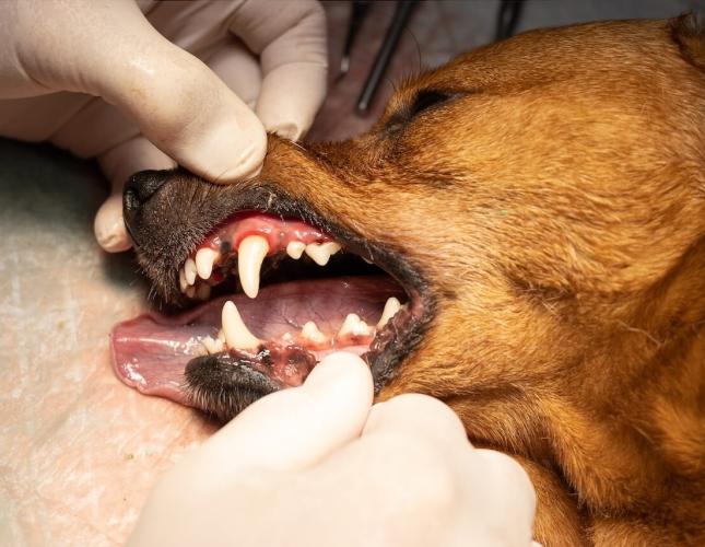 after dog dentistry
